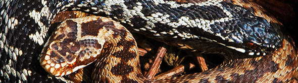 Basking Adders