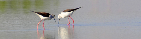 Stilts