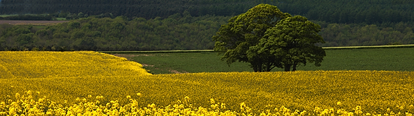 Oil Seed Rape