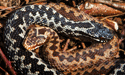 Adders