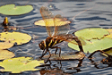 Brown Hawker