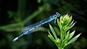 Damselfly