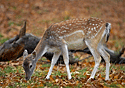 Fallow Deer