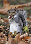 Grey Squirrel
