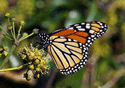 Monarch Butterfly