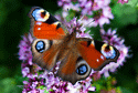 Peacock Butterfly