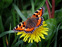 Tortoiseshell Butterfly