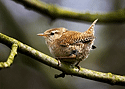 Wren
