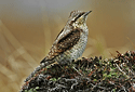Wryneck